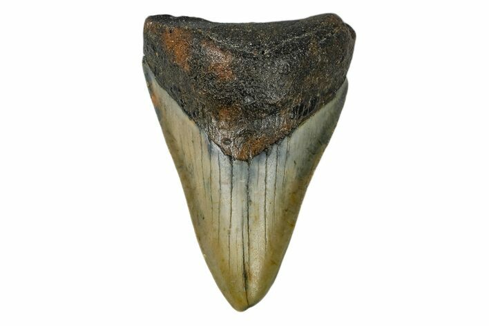 Juvenile Megalodon Tooth - North Carolina #172647